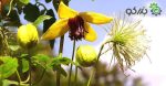 بذر کمیاب گل پیچک کلماتیس اورینتالیس رونده (Clematis orientalis)