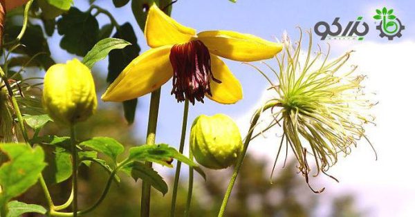 بذر کمیاب گل پیچک کلماتیس اورینتالیس رونده (Clematis orientalis)
