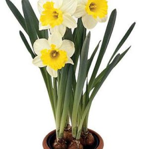 پیاز نرگس شیراز (Narcissus tazetta)
