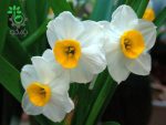 پیاز نرگس شیراز (Narcissus tazetta)