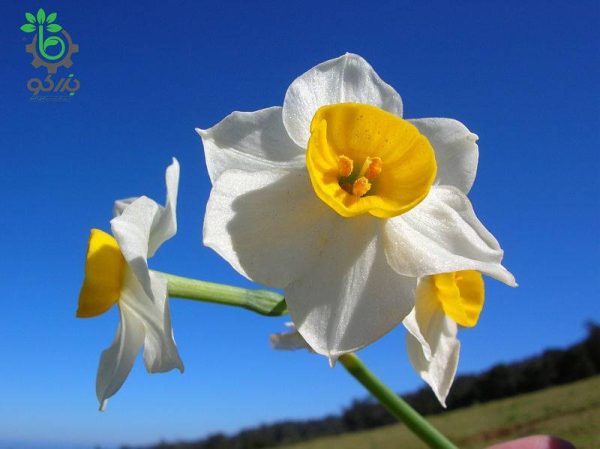 پیاز نرگس شیراز (Narcissus tazetta)