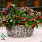 بذر کمیاب درختچه گالتریا یا توت قرمز زینتی (GAULTHERIA procumbens)
