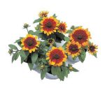 بذر f1 گل بسیار زیبای رودبکیا دارچین دو رنگ (Rudbeckia Becky Cinnamon)