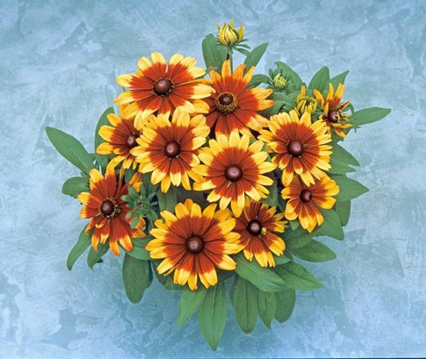 بذر f1 گل بسیار زیبای رودبکیا دارچین دو رنگ (Rudbeckia Becky Cinnamon)