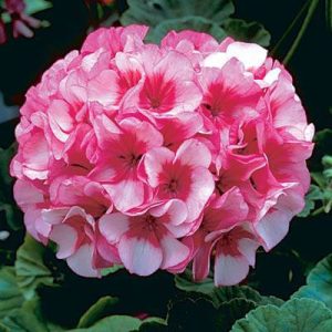 بذر شمعدانی پاکوتاه پر گل هلندی واریته (Geranium Maverick Star F1)