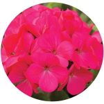 بذر شمعدانی پاکوتاه پر گل هلندی رنگ سرخ (Geranium Maverick rose F1)