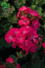 بذر شمعدانی پاکوتاه پر گل هلندی رنگ سرخ (Geranium Maverick rose F1)