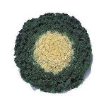 بذر گل کلم پیچ زینتی رنگ سفید (brassica oleracea kamome white)