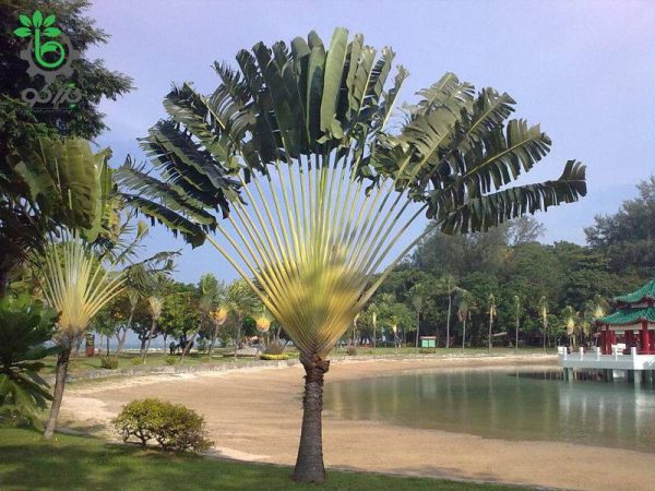 بذر نخل مسافر یا درخت مسافر (Ravenala madagascariensis)