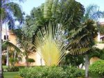 بذر نخل مسافر یا درخت مسافر (Ravenala madagascariensis)