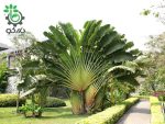 بذر نخل مسافر یا درخت مسافر (Ravenala madagascariensis)