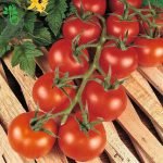 بذر گوجه فرنگی رقم آلیکانته (Tomato Alicante)