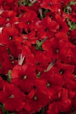 بذر اطلسی مولتی فلورا قرمز (petunia multiflora celebrity red)