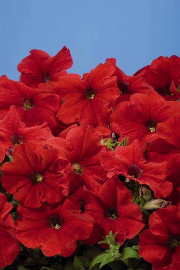 بذر اطلسی مولتی فلورا قرمز (petunia multiflora celebrity red)
