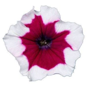 بذر اطلسی مولتی فلورا بورگوندی فراست (petunia multiflora celebrity Burgundy Frost)