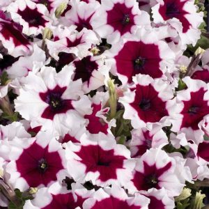 بذر اطلسی مولتی فلورا بورگوندی فراست (petunia multiflora celebrity Burgundy Frost)