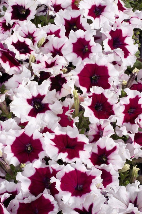 بذر اطلسی مولتی فلورا بورگوندی فراست (petunia multiflora celebrity Burgundy Frost)