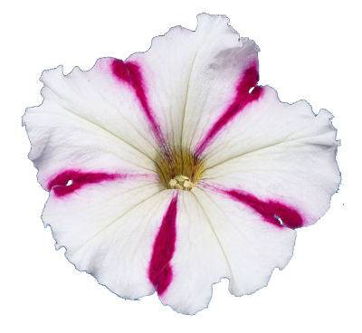 بذر اطلسی مولتی فلورا بورگوندی استار (petunia multiflora celebrity Burgundy Star)