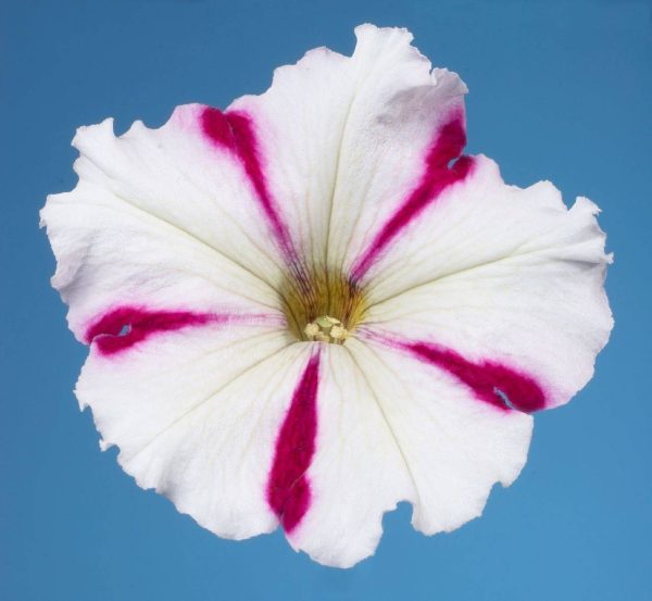 بذر اطلسی مولتی فلورا بورگوندی استار (petunia multiflora celebrity Burgundy Star)