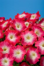 بذر اطلسی مولتی فلورا صبحدم قرمز (petunia multiflora celebrity Red Morn)