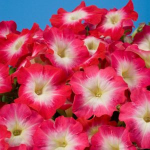 بذر اطلسی مولتی فلورا صبحدم قرمز (petunia multiflora celebrity Red Morn)