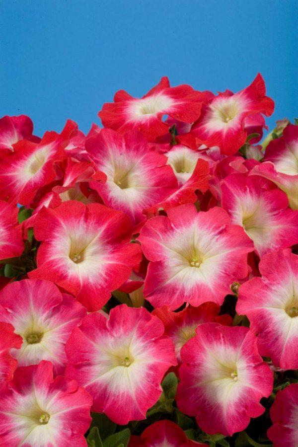 بذر اطلسی مولتی فلورا صبحدم قرمز (petunia multiflora celebrity Red Morn)