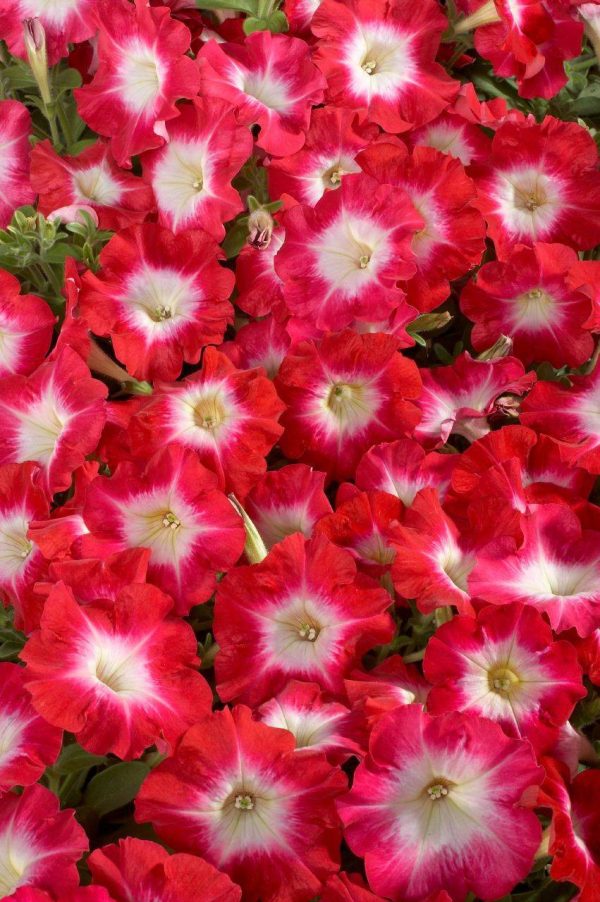 بذر اطلسی مولتی فلورا صبحدم قرمز (petunia multiflora celebrity Red Morn)