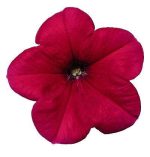 بذر اطلسی مولتی فلورا سرخ یا رز (petunia multiflora celebrity Rose)