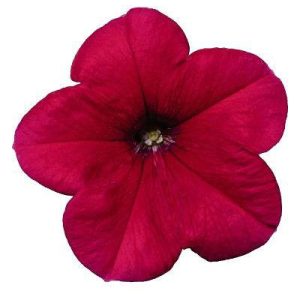 بذر اطلسی مولتی فلورا سرخ یا رز (petunia multiflora celebrity Rose)