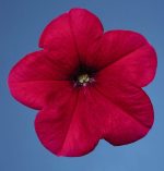 بذر اطلسی مولتی فلورا سرخ یا رز (petunia multiflora celebrity Rose)