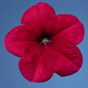 بذر اطلسی مولتی فلورا سرخ یا رز (petunia multiflora celebrity Rose)