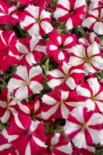 بذر اطلسی مولتی فلورا سرخ ستاره ای (petunia multiflora celebrity Rose Star)