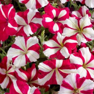 بذر اطلسی مولتی فلورا سرخ ستاره ای (petunia multiflora celebrity Rose Star)