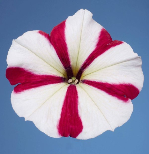 بذر اطلسی مولتی فلورا سرخ ستاره ای (petunia multiflora celebrity Rose Star)