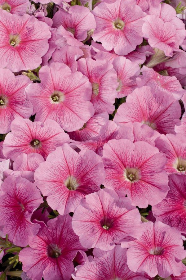 بذر اطلسی مولتی فلورا واریته توت فرنگی یخی (petunia multiflora celebrity Strawberry Ice)