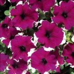 بذر اطلسی مولتی فلورا واریته رز فراست (petunia multiflora celebrity rose frost)