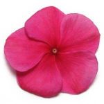 بذر گل پریوش F1 پاسیفیکا بورگوندی (Pacifica XP Burgundy Vinca)