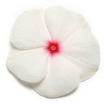 بذر گل پریوش F1 پاسیفیکا سفید نقطه قرمز (Pacifica XP Polka Dot Vinca)
