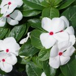 بذر گل پریوش F1 پاسیفیکا سفید نقطه قرمز (Pacifica XP Polka Dot Vinca)