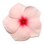 بذر گل پریوش F1 پاسیفیکا آپروکات (Pacifica XP Aprocot Vinca)