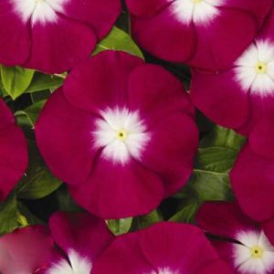 بذر گل پریوش F1 پاسیفیکا (Pacifica XP Burgundy Halo Vinca)
