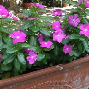 بذر گل پریوش F1 پاسیفیکا صورتی  (Pacifica XP Deep Orchid Vinca)