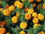 بذر گل جعفری رنگ نارنجی گل درشت پاکوتاه واریته تایشان از شرکت پن آمریکن