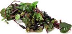 بذر کمیاب اسفناج خزنده مالابار قرمز (Red Malabar Spinach)