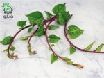 بذر کمیاب اسفناج خزنده مالابار قرمز (Red Malabar Spinach)