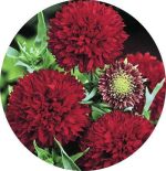 بذر گل رعنا زیبا قرمز همزادن (Gaillardia pulchella dwarf Sundance)
