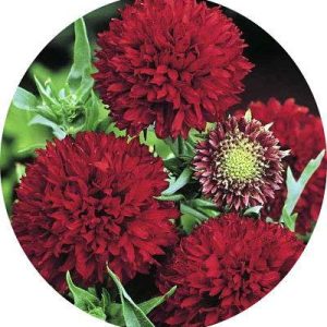 بذر گل رعنا زیبا قرمز همزادن (Gaillardia pulchella dwarf Sundance)