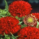 بذر گل رعنا زیبا قرمز همزادن (Gaillardia pulchella dwarf Sundance)