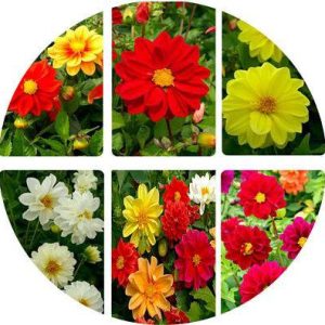 بذر کوکب دو گلبرگ همزادن الوان (DAHLIA VARIABILIS DWARF DOUBLE OPERA)