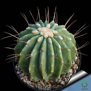 بذر فروکاکتوس گلوسنس (Ferocactus glaucescens)